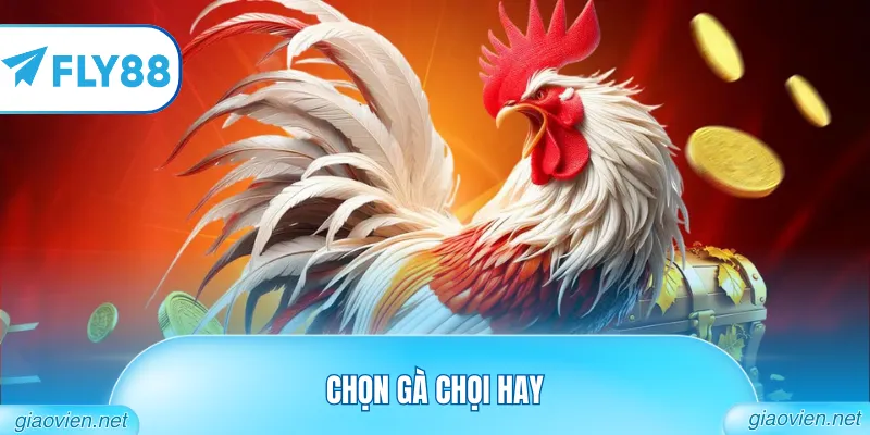 Mẹo Chọn Gà Chọi Hay Từ Những Sư Kê Giàu Kinh Nghiệm Nhất 2026 4 Chọn Gà Chọi Hay