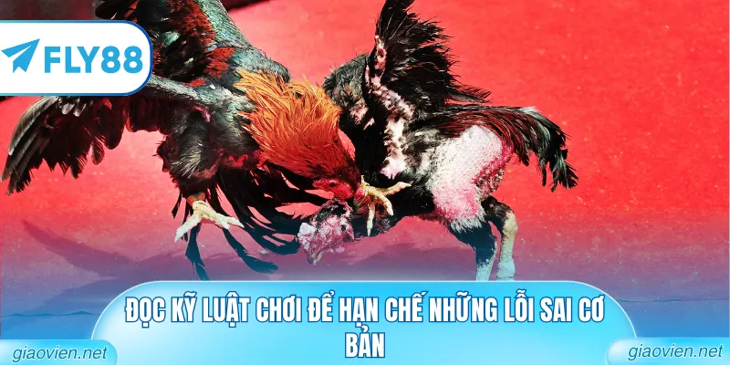 Đá Gà Cựa Sắt Trực Tiếp Với Những Cú Đá Đầy Sát Thương 3 Đọc kỹ luật chơi để hạn chế những lỗi sai cơ bản