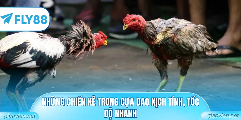 Đá Gà Cựa Dao C1 Đẳng Cấp Từ Các Đấu Trường Danh Tiếng 2 Những chiến kê trong cựa dao kịch tính, tốc độ nhanh